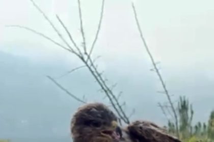 yuksek-gerilim-hattina-carpip-felc-geciren-kizil-sahin-dogayla-bulustu