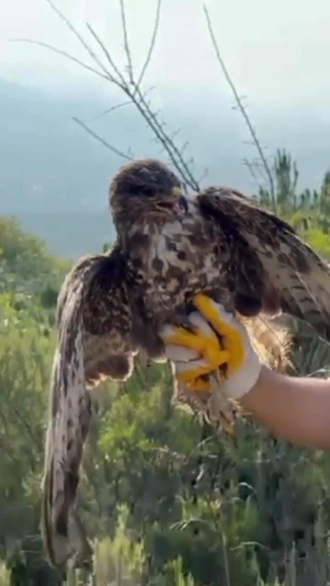 yuksek-gerilim-hattina-carpip-felc-geciren-kizil-sahin-dogayla-bulustu