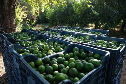 bodrumda-72-ureticiden-55-ton-yesil-mandalin-alindi