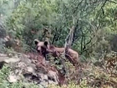 bursada-kaymakamlik-uyardi-dikkat-ayi-cikabilir