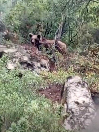 bursada-kaymakamlik-uyardi-dikkat-ayi-cikabilir