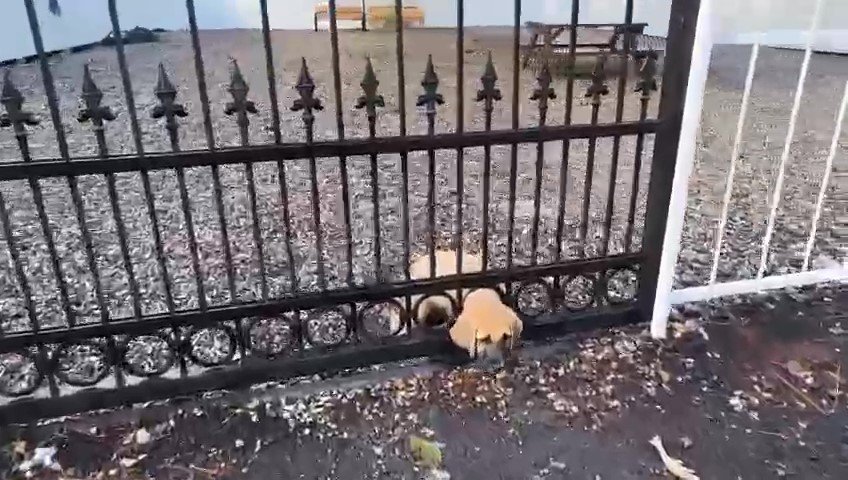 demir-kapiya-sikisan-yavru-kopegi-itfaiye-kurtardi