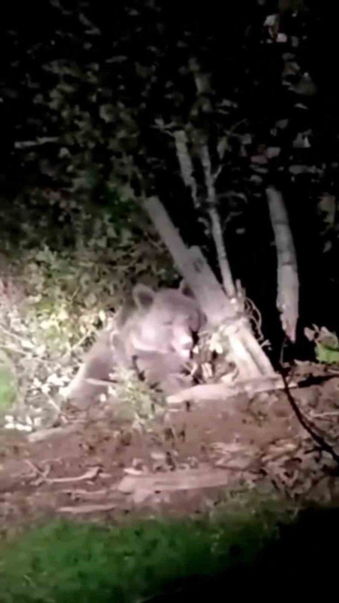 dikenli-tellerin-arasinda-mahsur-kalan-ayi-kurtarildi