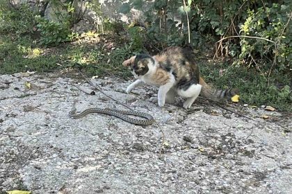 fare-degil-yilan-avladi-bayburtta-kedi-yilani-pati-darbeleriyle-oldurdu