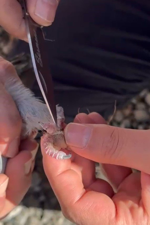 gumushanede-itfaiye-ekipleri-ayaklari-ipe-dolanan-guvercin-icin-seferber-oldu