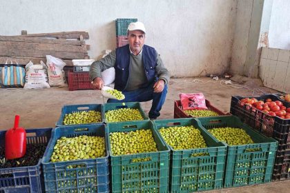 hisarcikta-salamura-zeytin-yapimi-yayginlasti