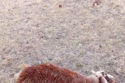 horasanda-kurtlar-suruye-daldi-3-koyun-telef-oldu