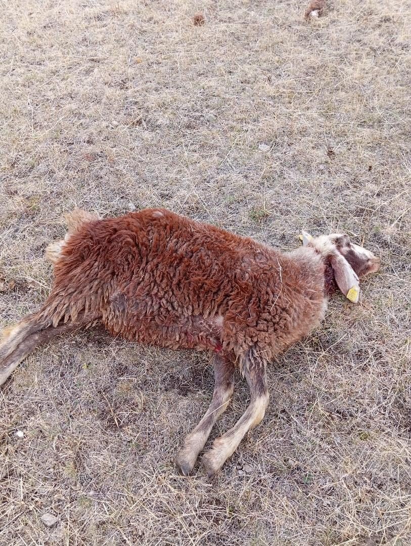 horasanda-kurtlar-suruye-daldi-3-koyun-telef-oldu