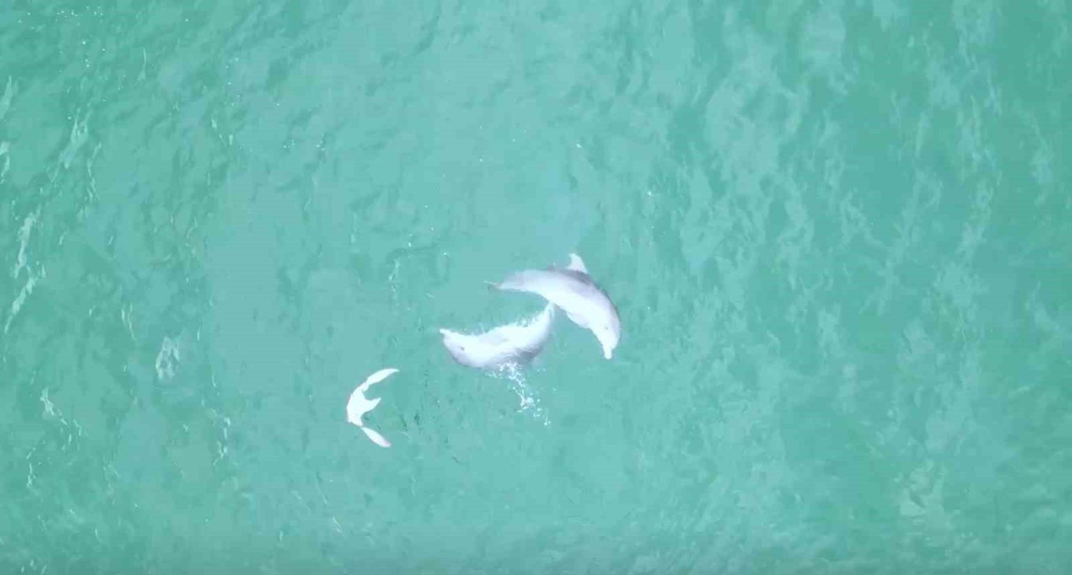 karadenizde-yunuslarin-dansi-dron-kamerasina-takildi