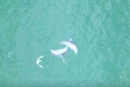 karadenizde-yunuslarin-dansi-dron-kamerasina-takildi