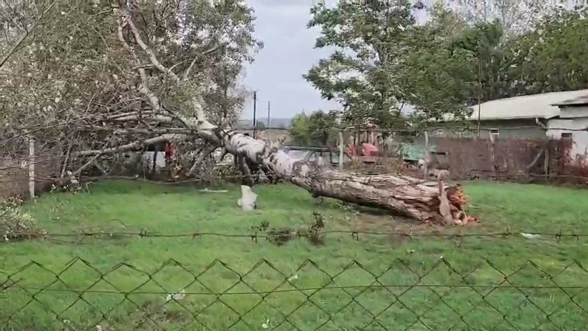 lodos-sebebiyle-agac-ve-elektrik-diregi-devrildi