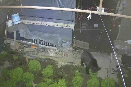 marul-cadirinda-sasirtan-misafir-yavru-ayi-iki-gecedir-marul-ziyafeti-cekiyor