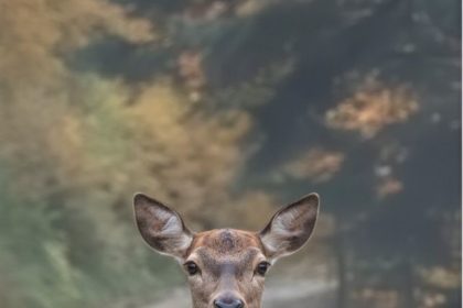 orman-sofrasinda-kizil-geyik-ogle-yemeginde