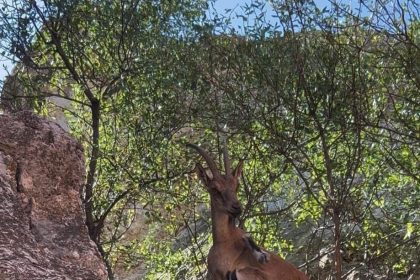 tuncelide-dag-kecileri-yerlesim-yerlerine-kadar-indi