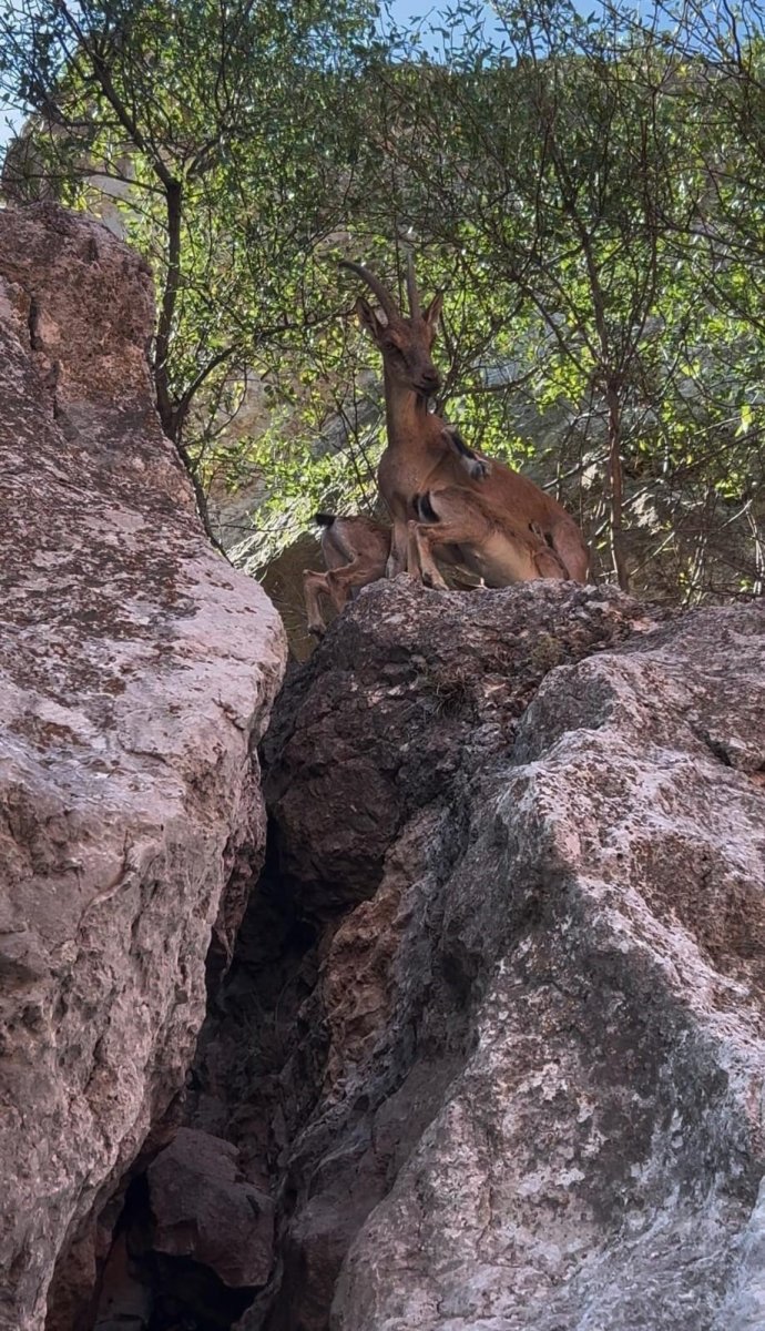 tuncelide-dag-kecileri-yerlesim-yerlerine-kadar-indi