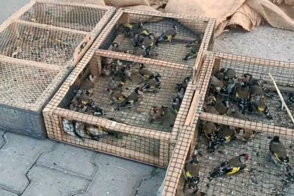 yasadisi-avciliga-655-bin-tl-ceza-80-saka-kusu-ele-gecirildi