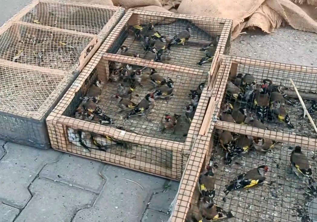 yasadisi-avciliga-655-bin-tl-ceza-80-saka-kusu-ele-gecirildi