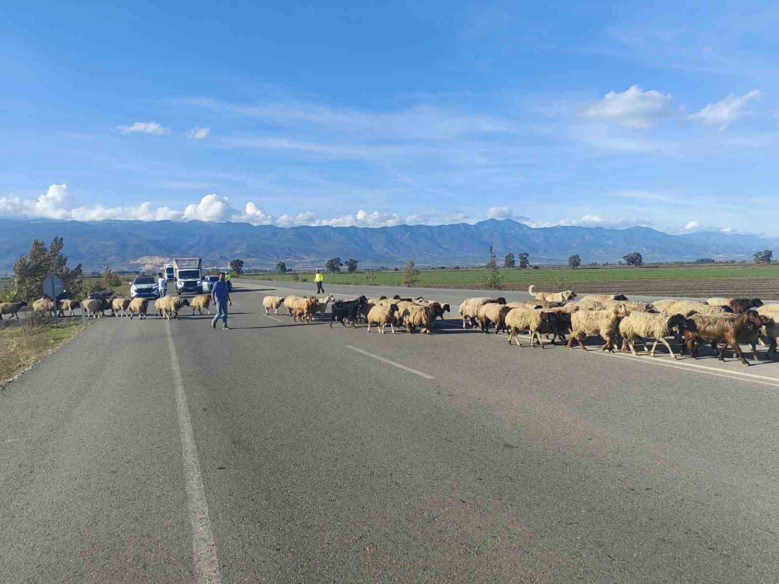 yayladan-donen-koyun-surusunun-gecisi-icin-trafigin-durdugu-kara-yolunda-korna-sesi-yerine-can-sesi-yankilandi