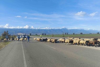 yayladan-donen-koyun-surusunun-gecisi-icin-trafigin-durdugu-kara-yolunda-korna-sesi-yerine-can-sesi-yankilandi