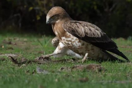 yilani-yakalayan-kartal-boyle-govde-gosterisi-yapti