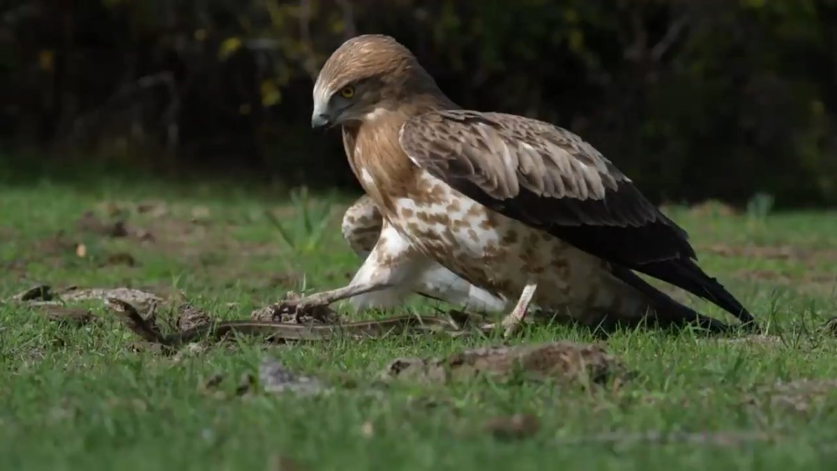 yilani-yakalayan-kartal-boyle-govde-gosterisi-yapti