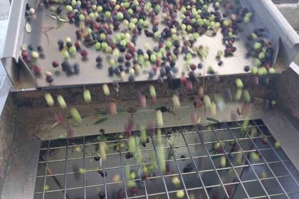 zeytinin-zahmetli-yag-yolculugu-basladi