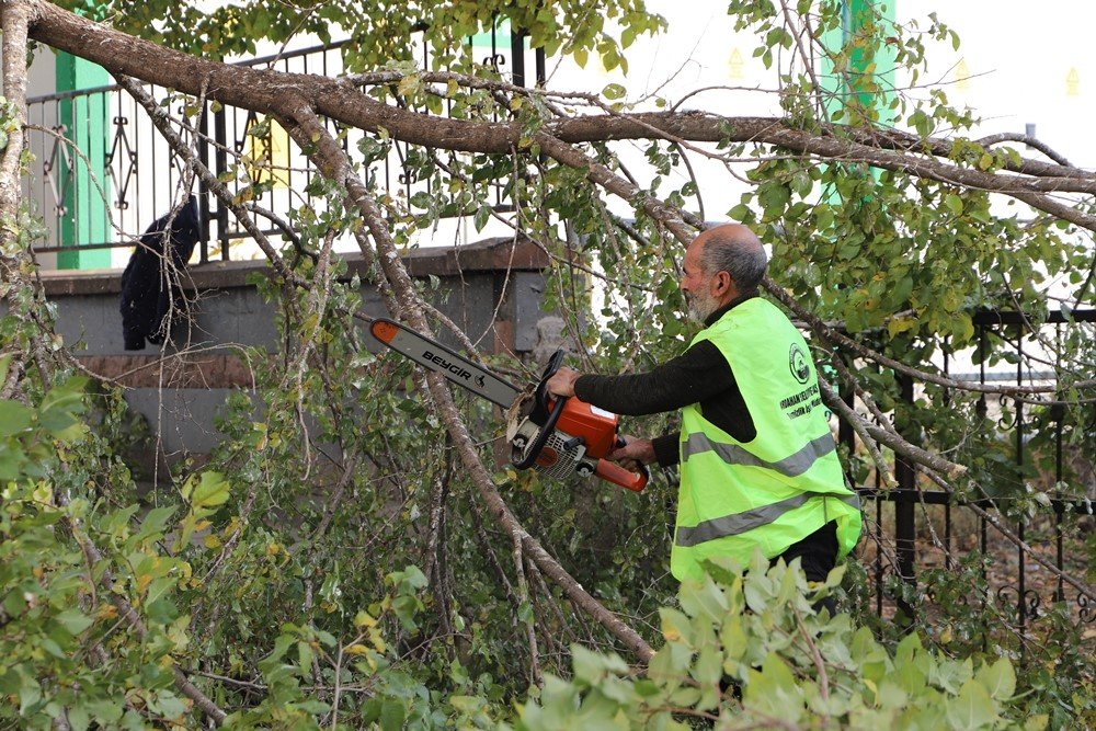 ardahan-belediyesinin-agac-budama-calismalari-devam-ediyor