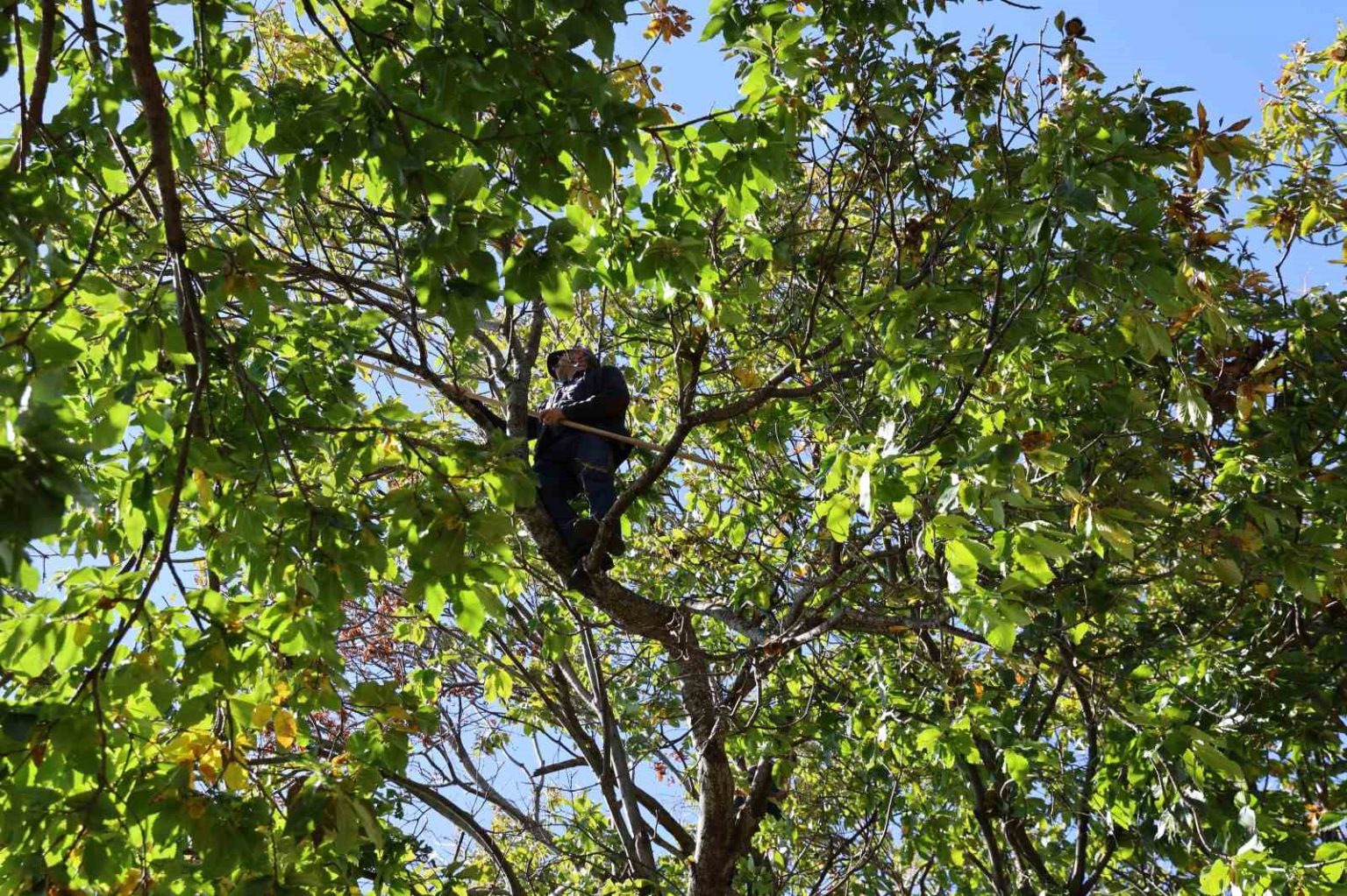 aydinin-daglarinda-kestane-sezonu-sona-erdi