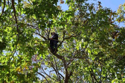 aydinin-daglarinda-kestane-sezonu-sona-erdi