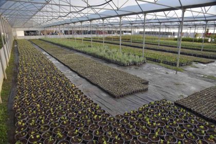 bilecik-belediyesi-kendi-seralarinda-urettigi-bitkilerle-kenti-renklenecek