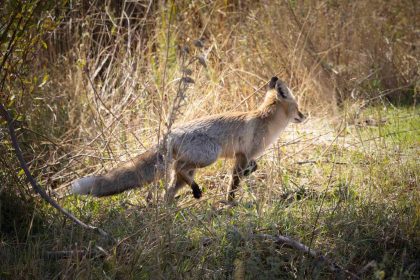 bingolde-kizil-tilki-goruntulendi