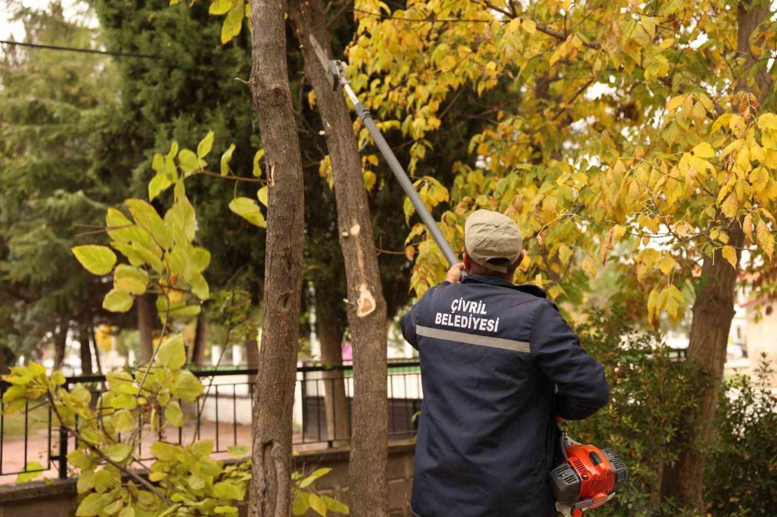 civril-belediyesi-budamayla-hem-tehlikeyi-onluyor-hem-de-agaclarin-omrunu-uzatiyor