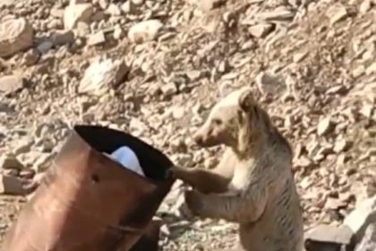 cukurcada-yiyecek-arayan-ayi-kameraya-yansidi