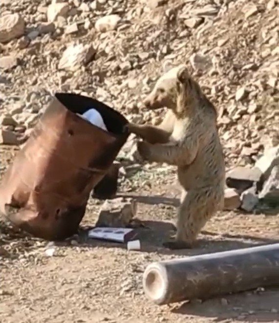 cukurcada-yiyecek-arayan-ayi-kameraya-yansidi