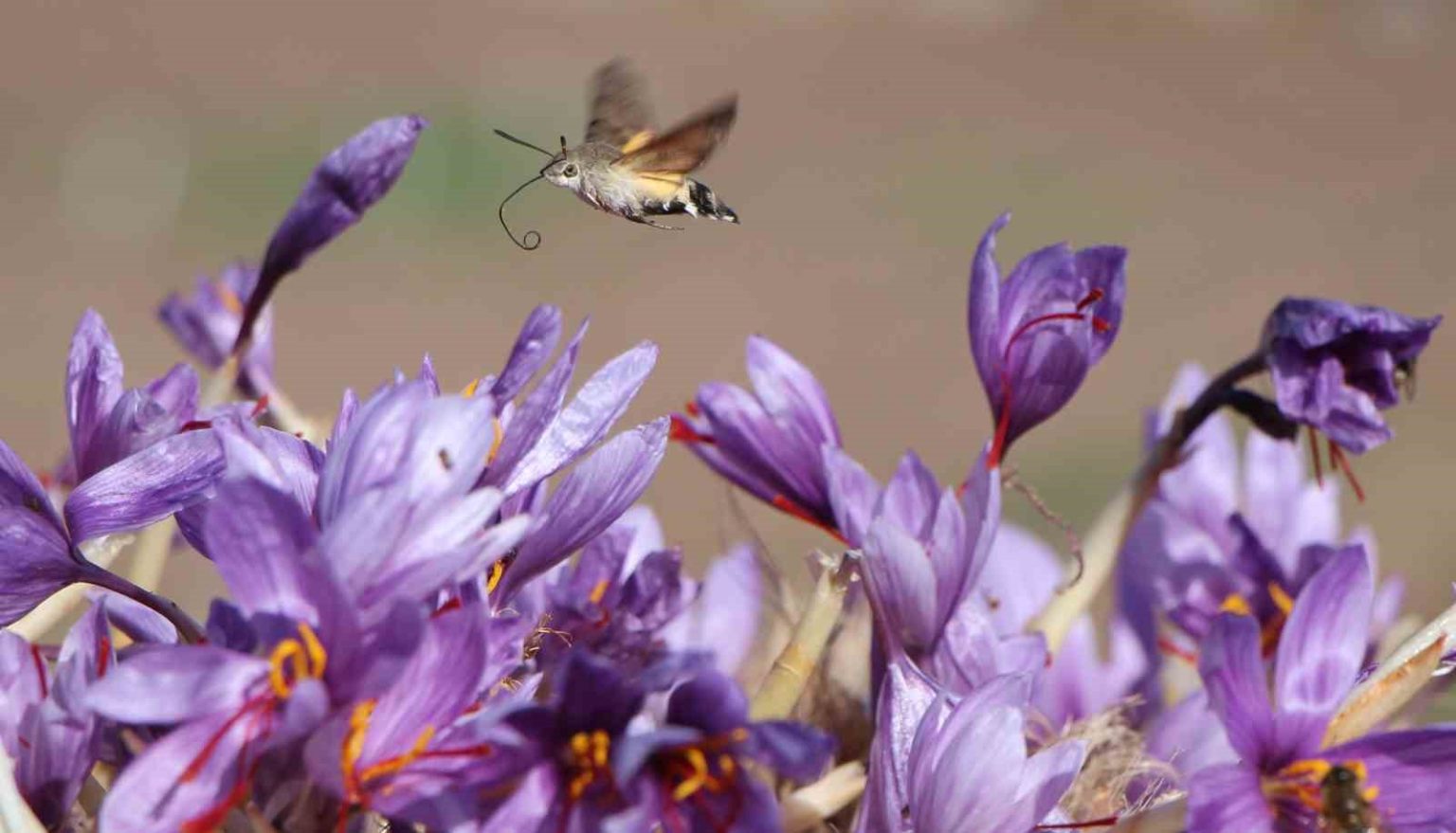 dunyanin-en-pahali-baharati-safranin-1-grami-500-tl