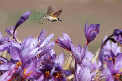 dunyanin-en-pahali-baharati-safranin-1-grami-500-tl