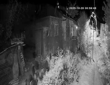 elazigda-ac-kalan-domuz-surusu-bahceye-dadandi