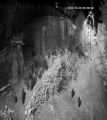 elazigda-ac-kalan-domuz-surusu-bahceye-dadandi