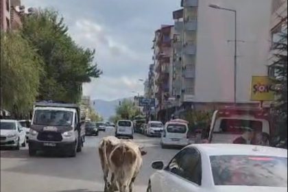 elazigda-caddeye-cikan-inekler-suruculere-zor-anlar-yasatti