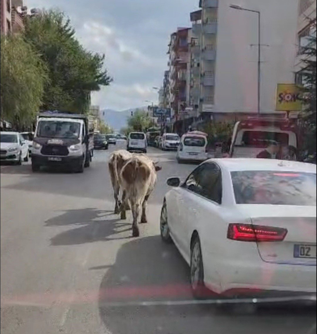 elazigda-caddeye-cikan-inekler-suruculere-zor-anlar-yasatti