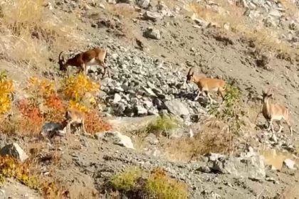 elazigda-dag-kecileri-suru-halinde-goruntulendi