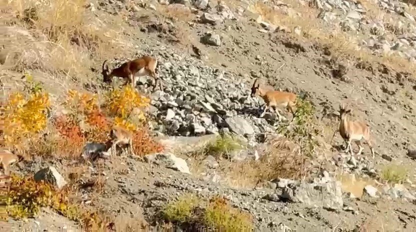 elazigda-dag-kecileri-suru-halinde-goruntulendi