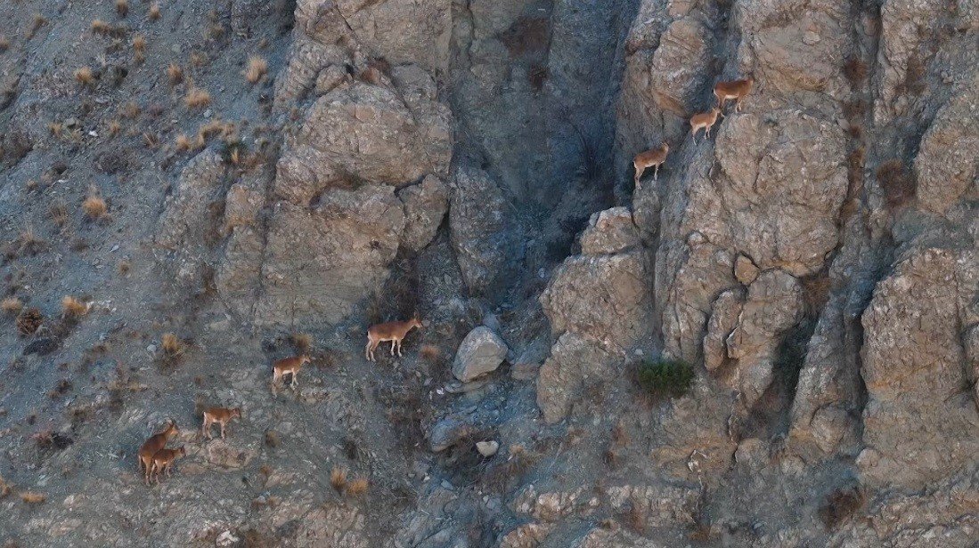 erzincanda-yaban-kecileri-dron-ile-goruntulendi
