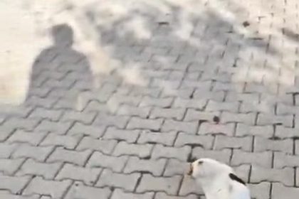 kedinin-fareyle-oyunu-kamerada