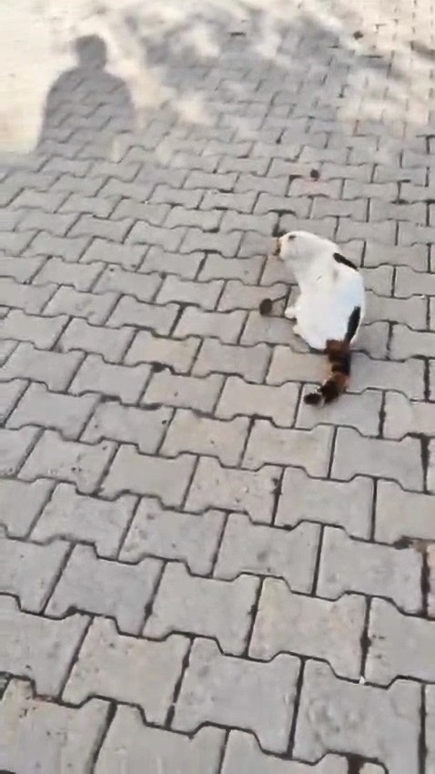 kedinin-fareyle-oyunu-kamerada