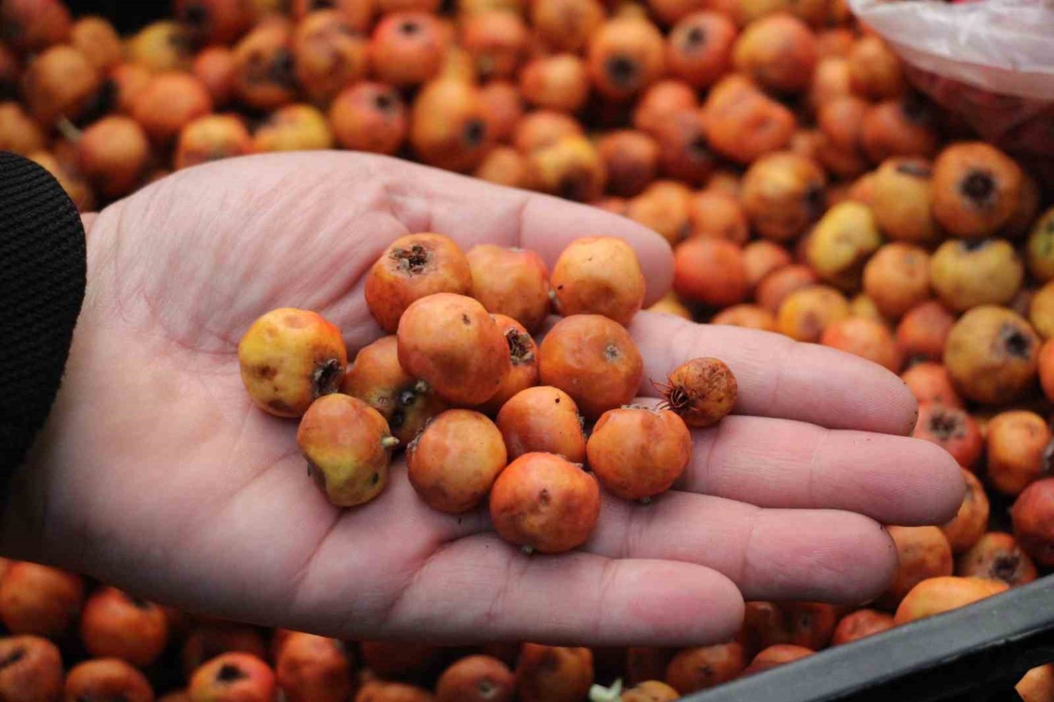 kisin-habercisi-alic-meyvesi-tezgahlari-renklendirdi