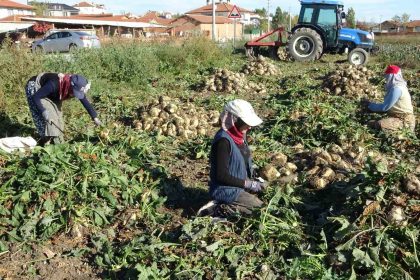 kutahyada-pancar-hasadi-basladi