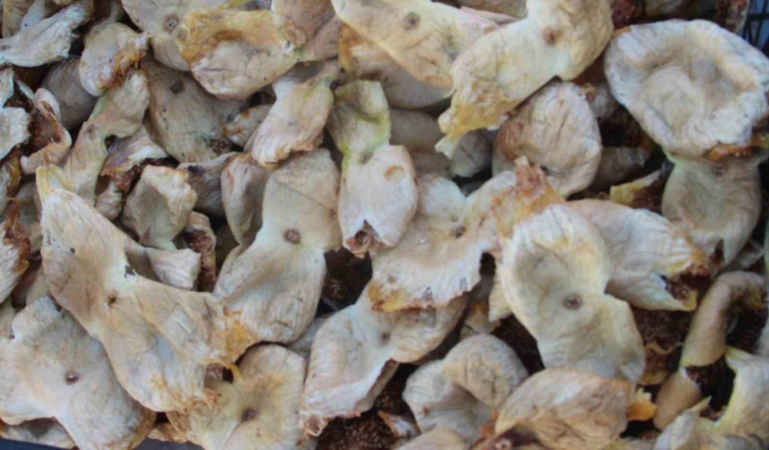 mersinde-incir-sezonu-sona-erdi-ureticisinin-yuzu-guldu