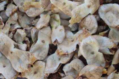 mersinde-incir-sezonu-sona-erdi-ureticisinin-yuzu-guldu