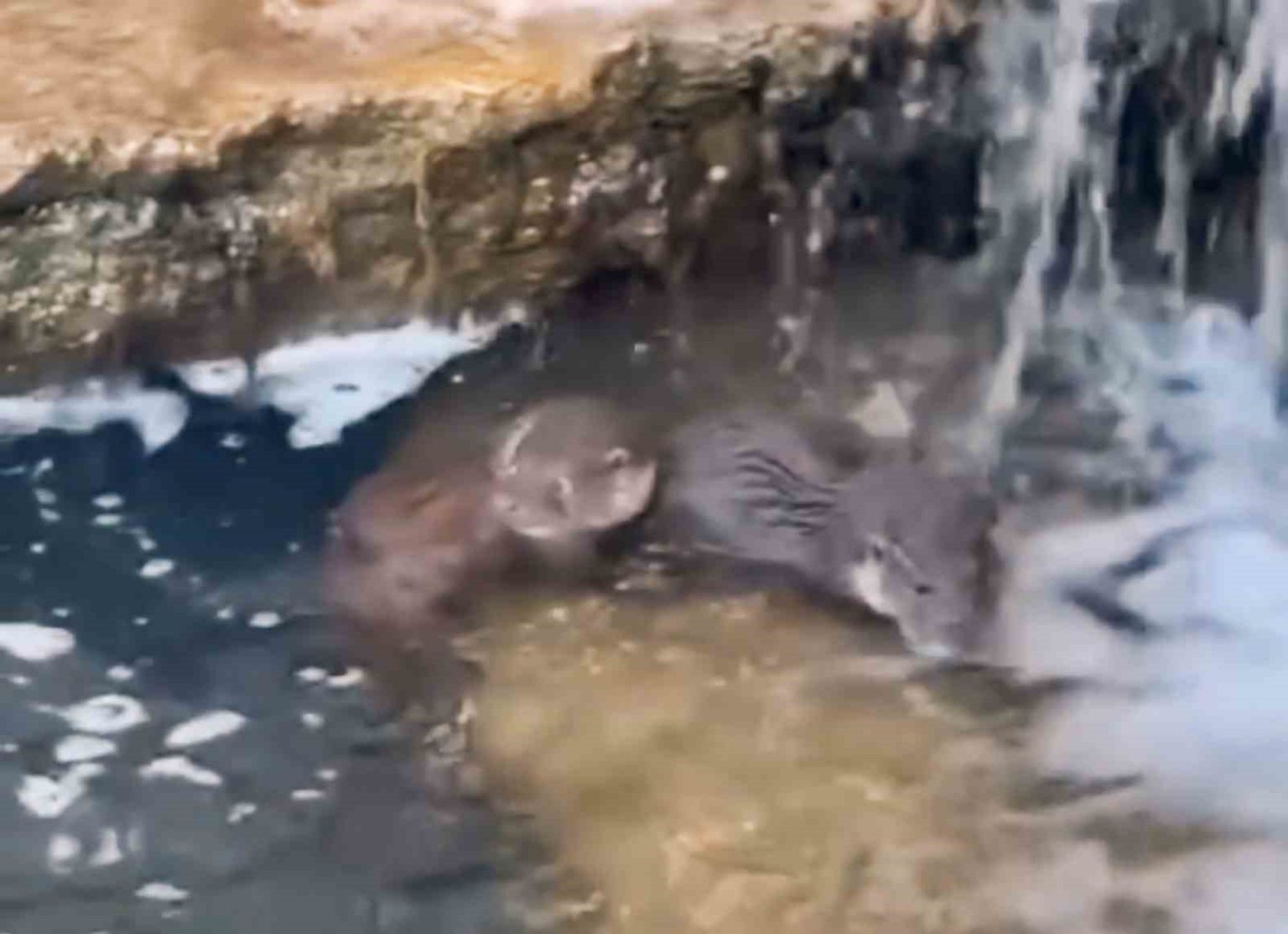 nadir-gorulen-yavru-su-samurlari-goruntulendi